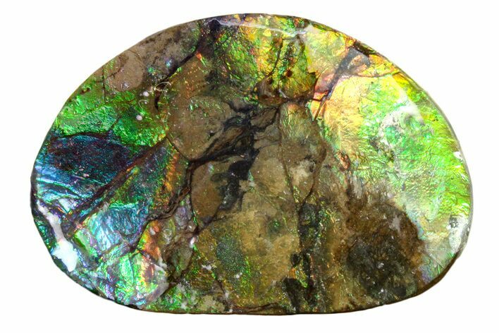 Iridescent Ammolite (Fossil Ammonite Shell) - Alberta #357462